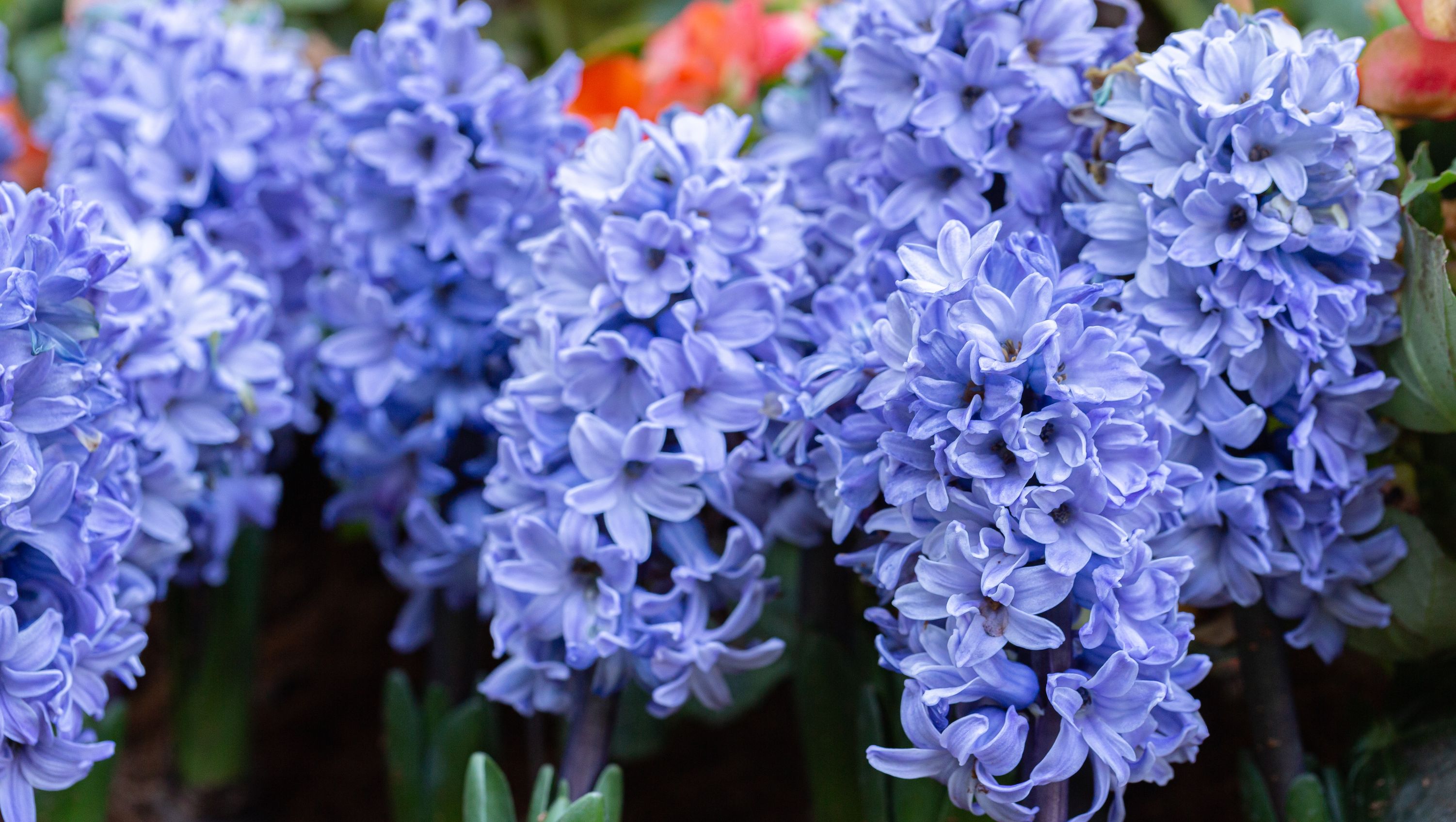 Гиацинт